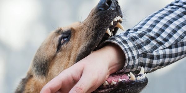 Person receiving medical treatment after a dog bite injury