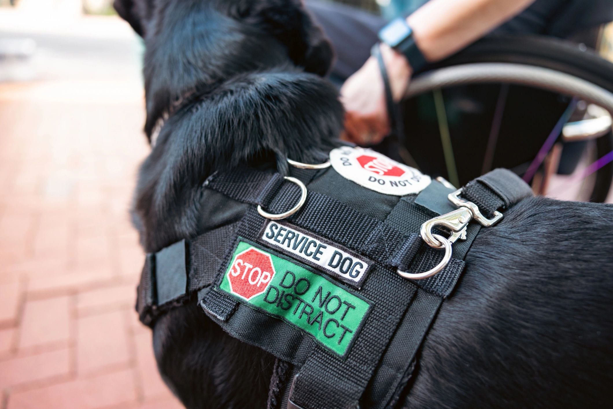 Pet owner with dog wearing a fake service animal vest in a store