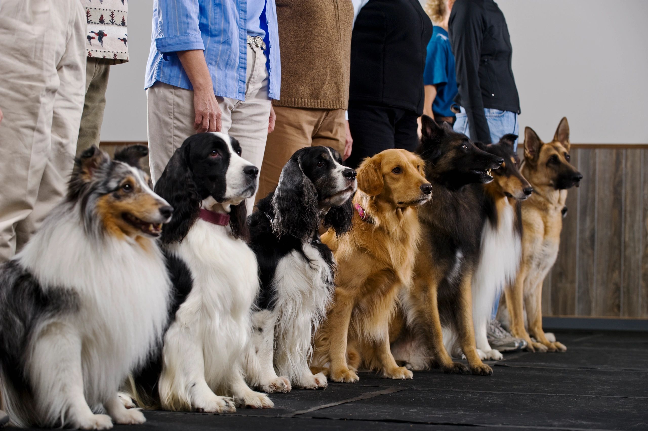 Service dog with handler