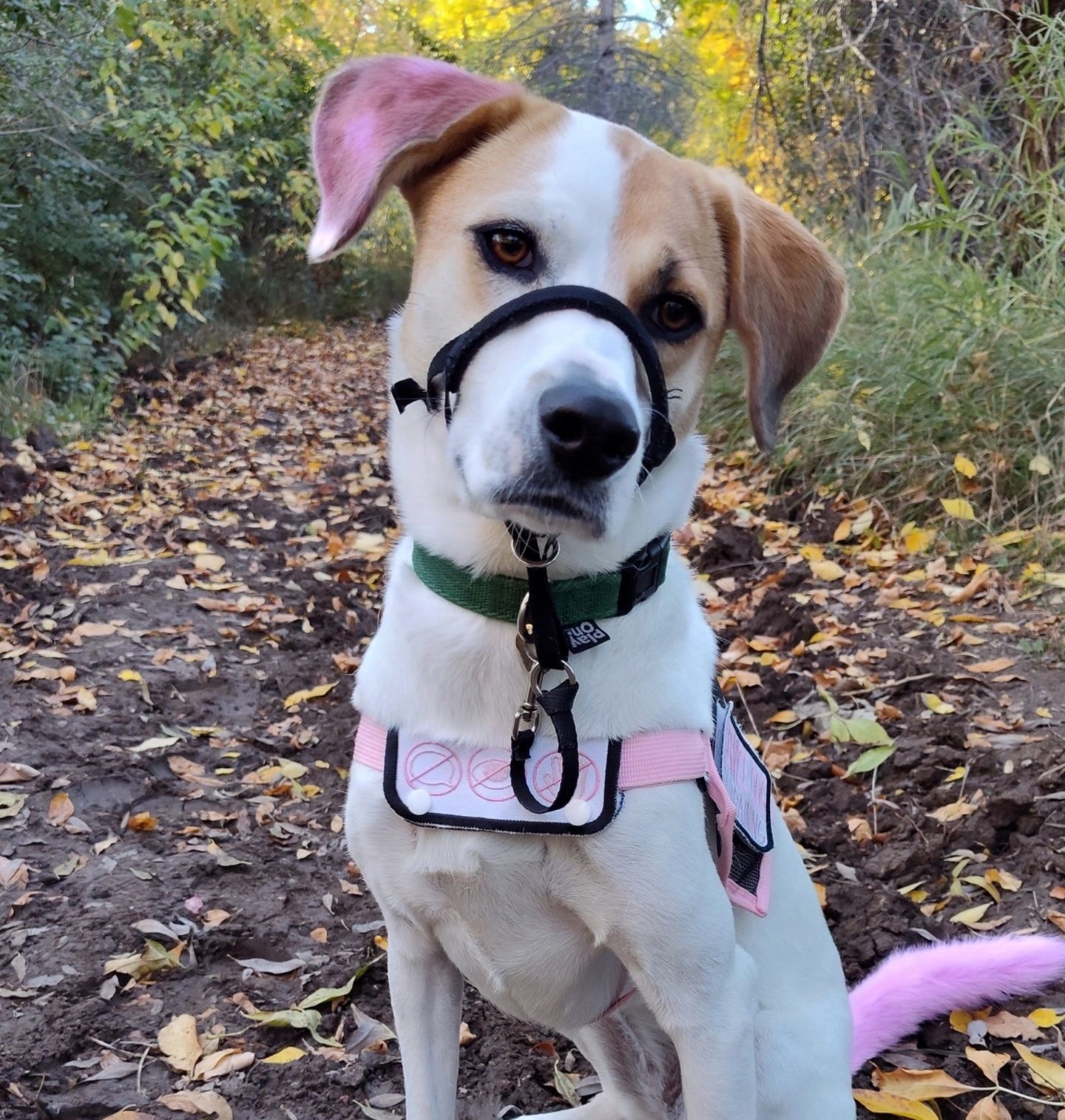 Clover — Retired Service Dog and Household Matriarch